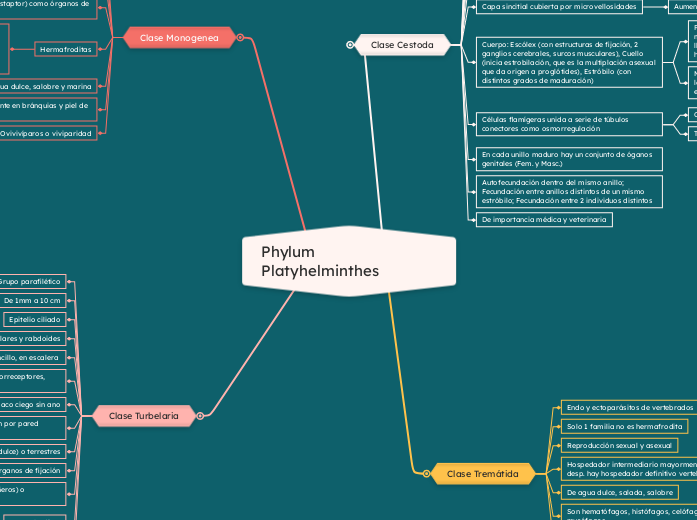 Phylum Platyhelminthes