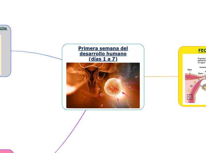 Primera semana del
desarrollo humano
(días 1 a 7)