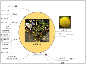 花ほたる - マインドマップ