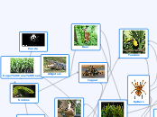 Tropical Food Web