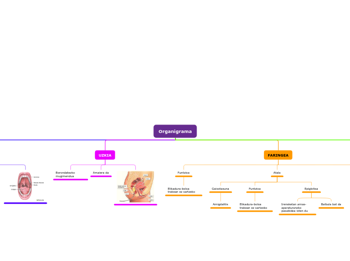 DIGESTIO APARATUA