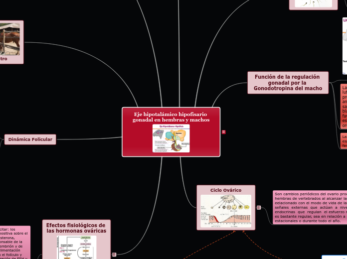 Eje hipotalámico hipofisario gonadal en...- Mapa Mental