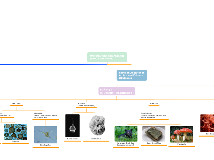 Universal Common Ancestor
(DNA, Ester bonds)