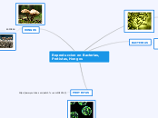 Reproduccion en Bacterias, Protistas, H...- Mapa Mental