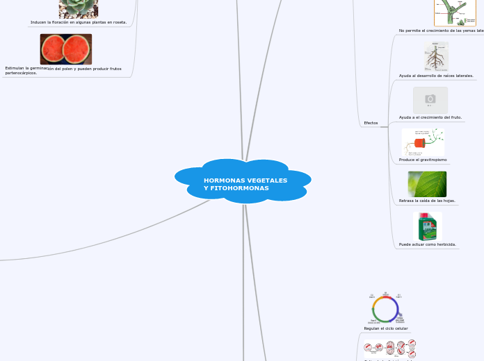 HORMONAS VEGETALES 
Y FITOHORMONAS