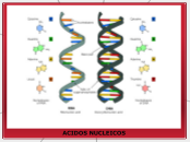 ACIDOS NUCLEICOS