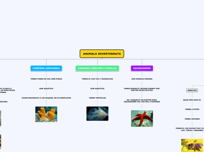 ANIMALS INVERTEBRATS - Mapa Mental