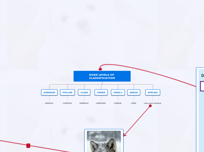 DOGS LEVELS OF CLASSIFICATION